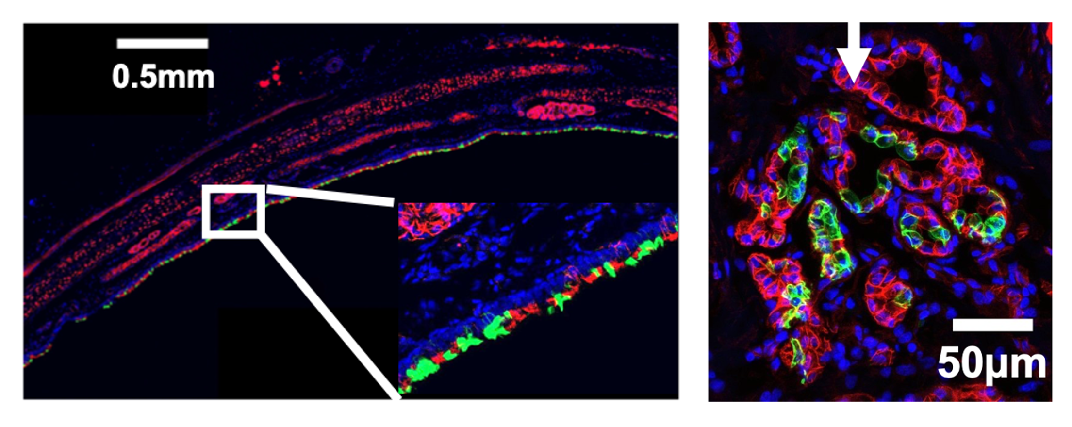Ferret lung gene therapy delivery